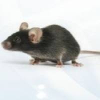 APP/PS1 （双转基因小鼠）