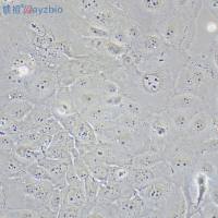 细胞增殖及细胞毒性检测试剂盒（MTT法）