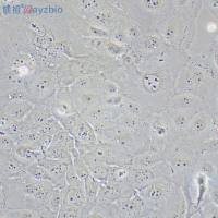 磺酰罗丹明B(SRB)细胞增殖和毒性检测试剂盒