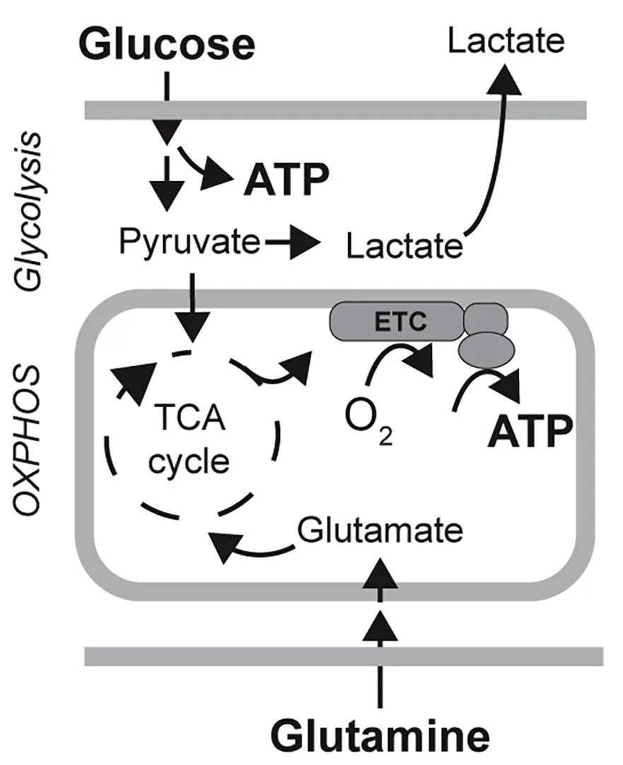 线粒体研究神器！5种氧化磷酸化复合物检测“一网打尽”~
