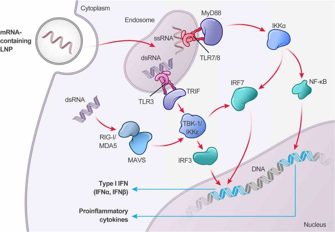 mRNA的化学结构和制备工艺对天然免疫激活的影响