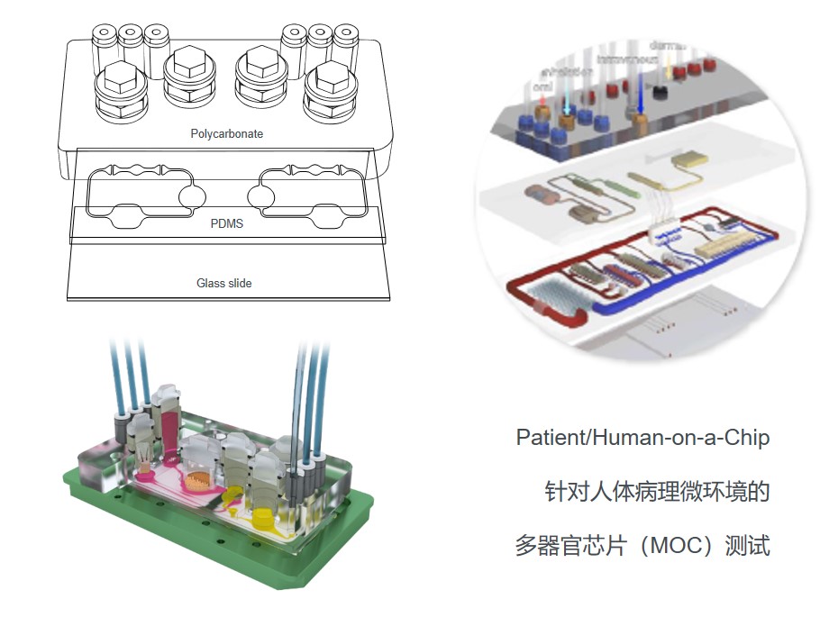 2024专家共识推荐使用类器官技术开展药物敏感性检测