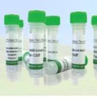 Recombinant Mouse C-10 (CCL6)