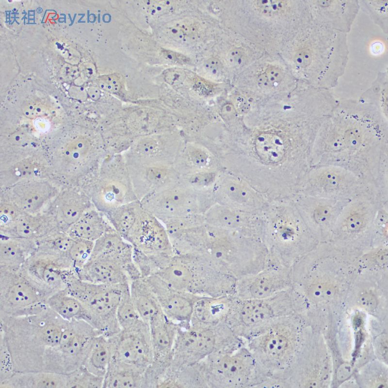 淡水藻保存液Ⅱ