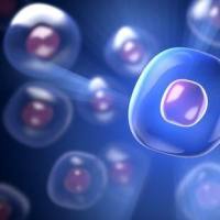 K7M2WT细胞、K7M2-WT细胞、K7M2-WT细胞