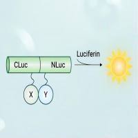 荧火素酶互补实验（Luciferase Complementation Assay, LCA）| 荧光素酶互补成像技术（Luciferase Complementation Imaging, LCI）