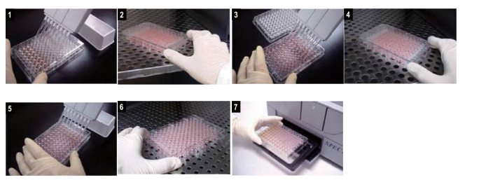 cell counting kit(CCK8)细胞增殖-毒性