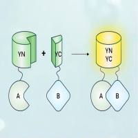 双分子荧光互补实验| 双分子荧光互补（BiFC）|植物双分子荧光互补BiFC| 