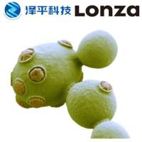 龙沙Lonza XS毕赤酵母蛋白表达系统 微生物酵母真核基因表达载体