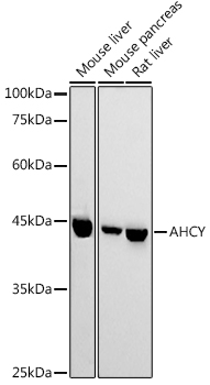 Anti-AHCY Polyclonal Antibody