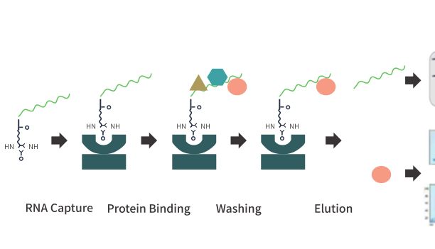 产品上新 | CoIP/Pull down傻傻分不清楚？