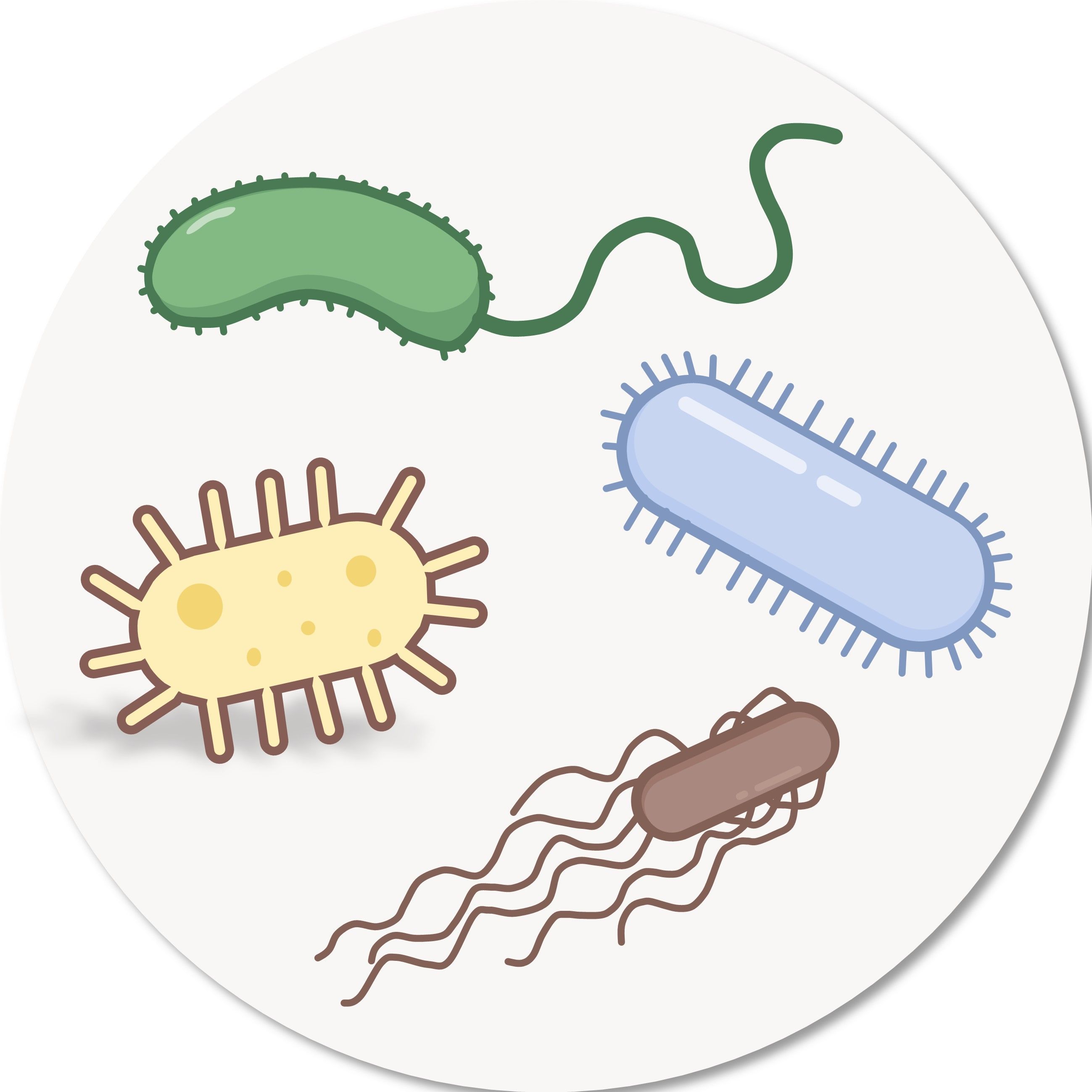 HZB624287_大肠杆菌/Escherichia coli