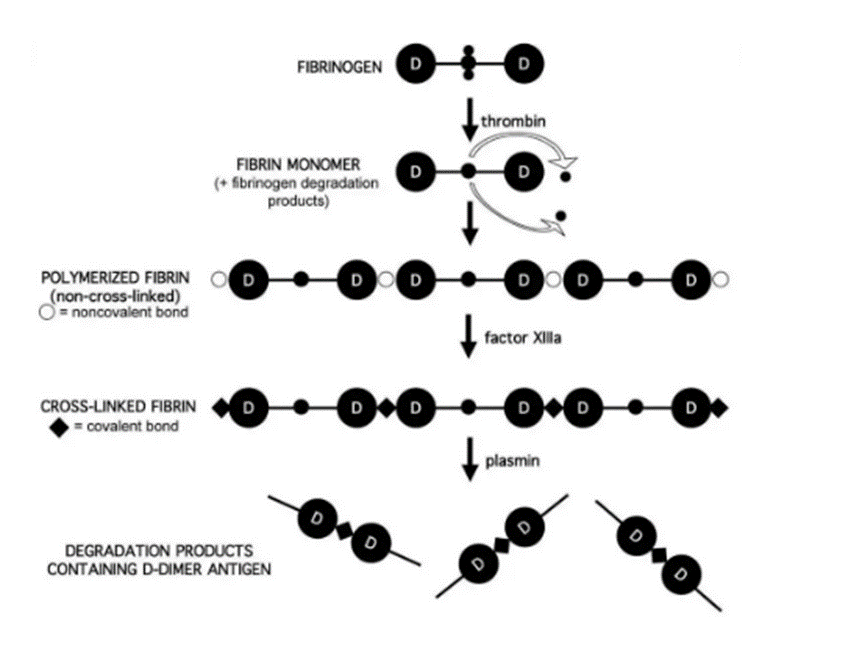 靶标解读丨经典的血栓标志物——D-二聚体