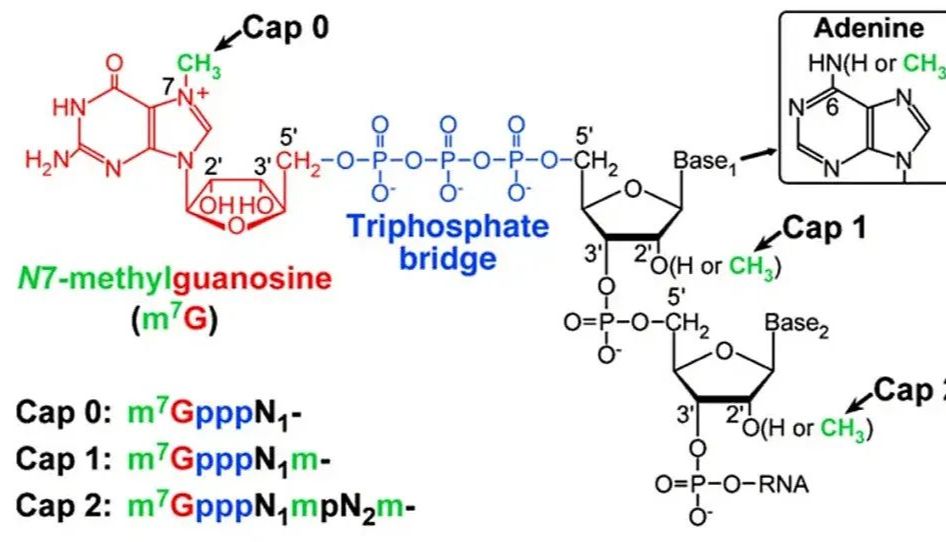 干货分享 | RACE，跑步？no，是cDNA末端快速扩增技术！