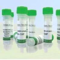 Recombinant  Psychrophilic Marine Bacterium Uracil DNA Glycosylase, Heat Labile