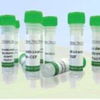 重组人PTP4A3蛋白（Protein Tyrosine Phosphatase Type IVA Member 3）