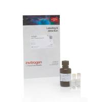 Q33230*Invitrogen*Qubit 1X dsDNA HS 检测试剂盒*原装正品