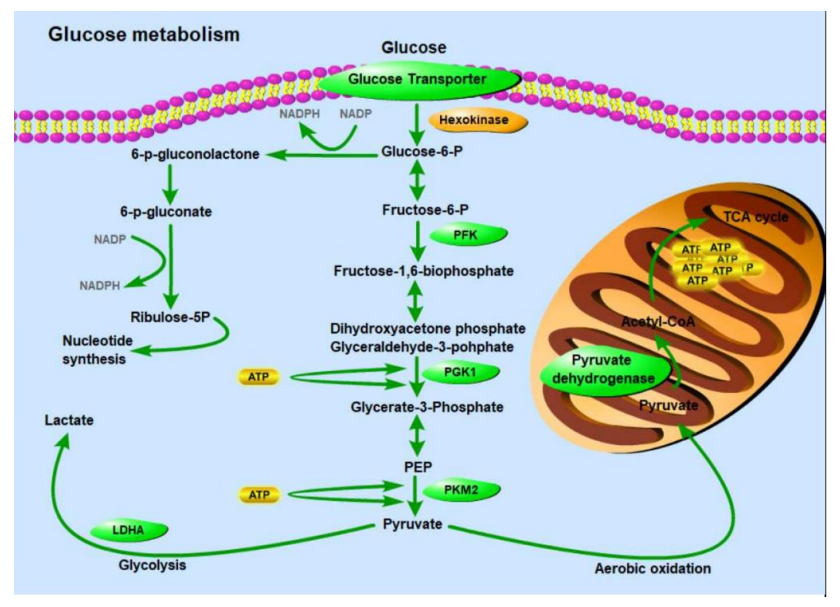文献解读——低氧与山羊颞下颌关节盘细胞研究