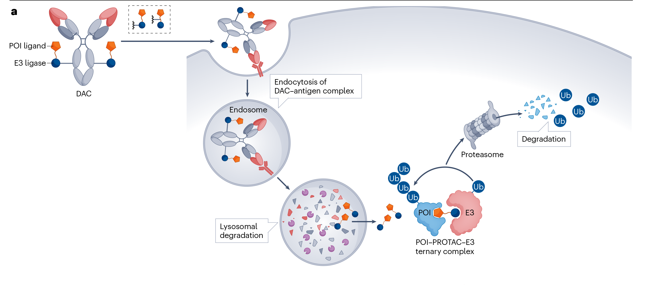 改变癌症治疗？超100亿美元市场？超100种靶点？