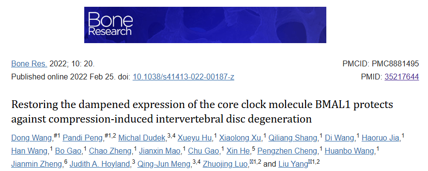 恢复核心生物钟分子 BMAL1 的抑制表达可防止压缩诱导的椎间盘退变
