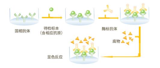 ELISA试剂盒实验技术重点解读