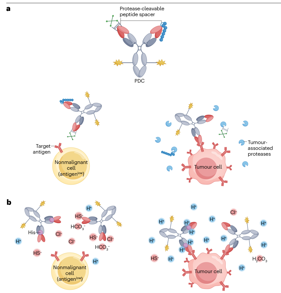 改变癌症治疗？超100亿美元市场？超100种靶点？