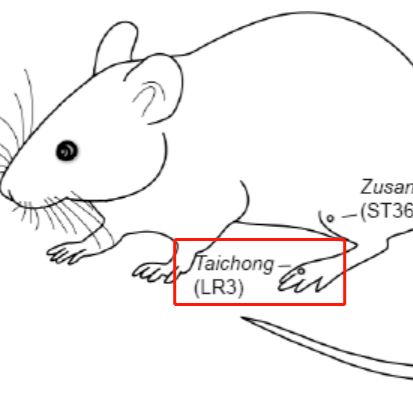 动物实验丨高血压大鼠针刺动物模型