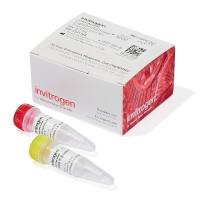 L3000-001*Invitrogen**转染试剂lipo3000LIPOFECTAMINE