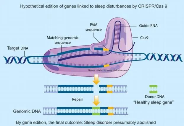 CRISPR/Cas9系统的“百变”应用-敲入篇