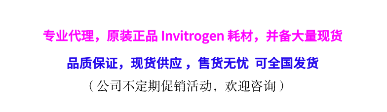 15596-026CN*Invitrogen优势产品*试剂T