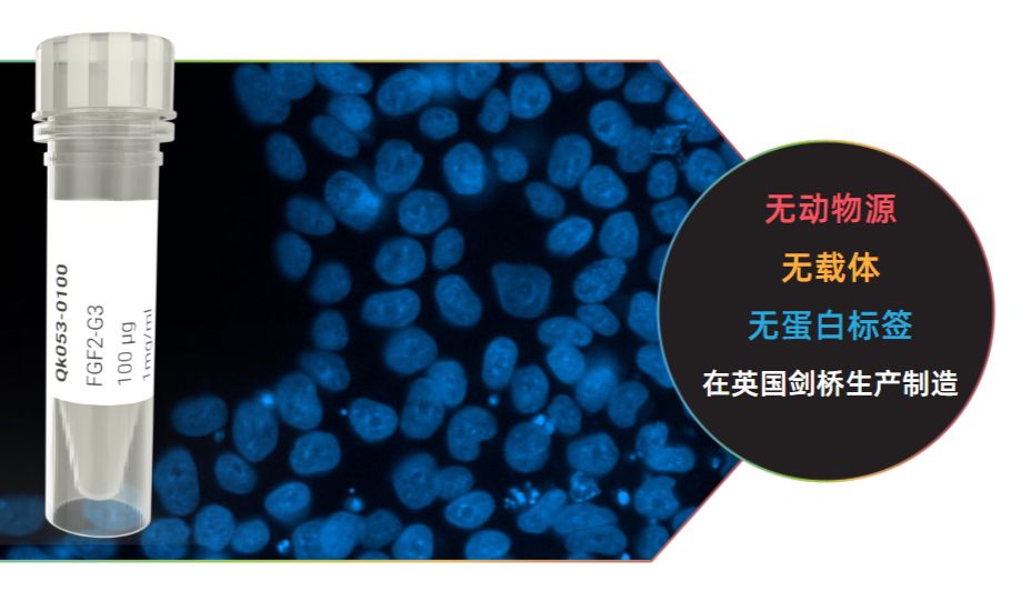 FGF2-G3：用于增强干细胞培养的热稳定 FGF-2（Thermostable FGF-2）