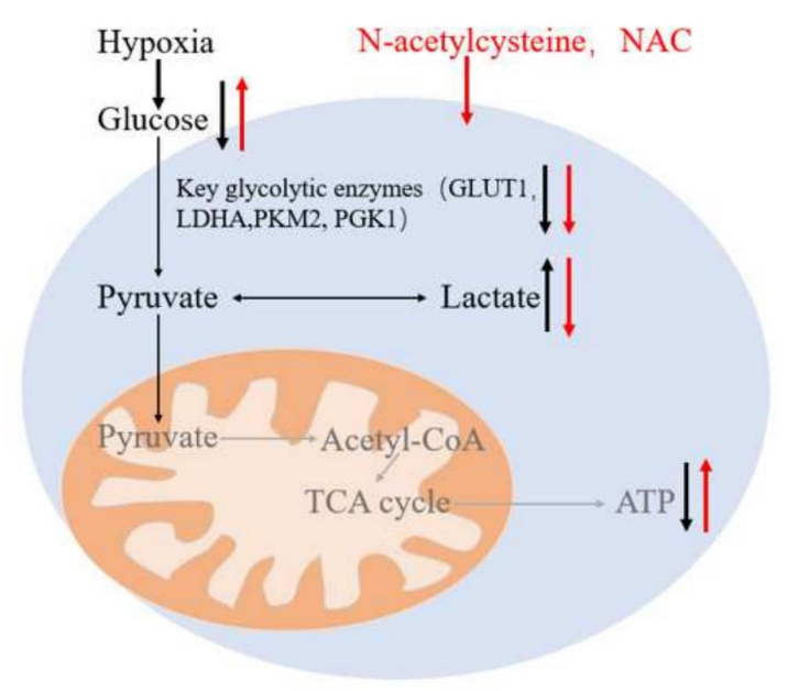 文献解读——低氧与山羊颞下颌关节盘细胞研究