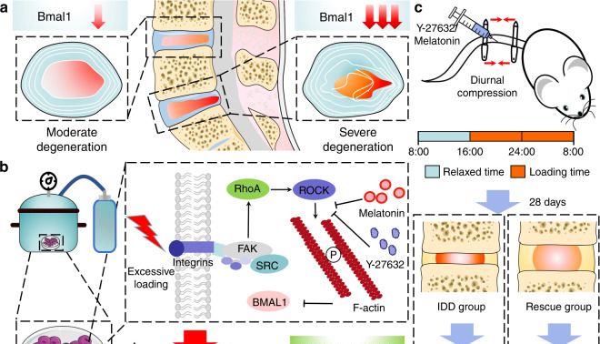 恢复核心生物钟分子 BMAL1 的抑制表达可防止压缩诱导的椎间盘退变