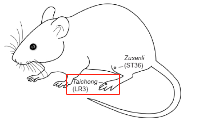 动物造模丨高血压大鼠针刺动物模型