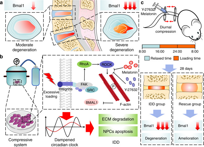 恢复核心生物钟分子 BMAL1 的抑制表达可防止压缩诱导的椎间盘退变