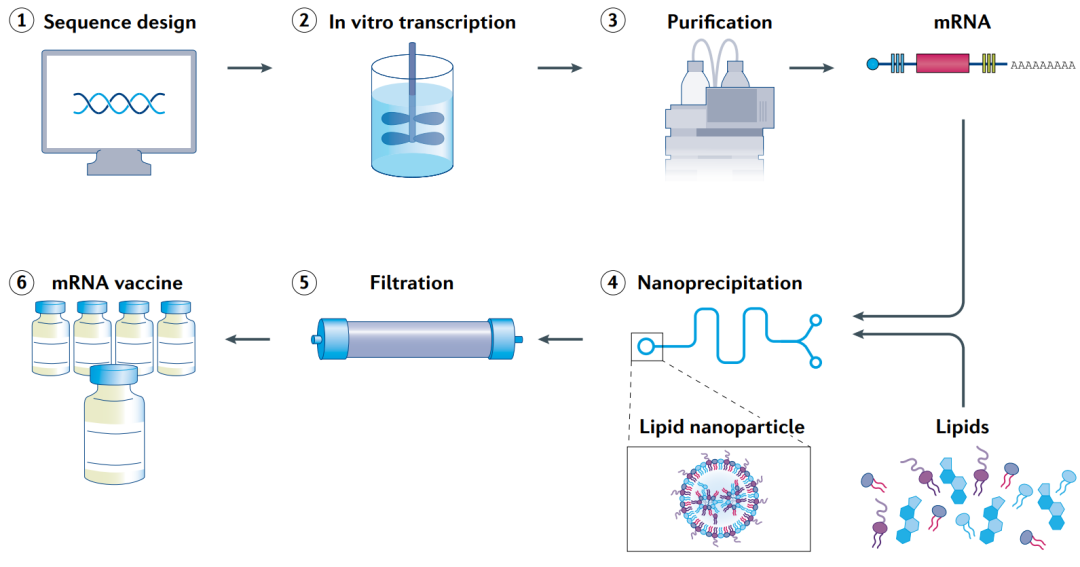 新型加帽系统助力mRNA药物研发