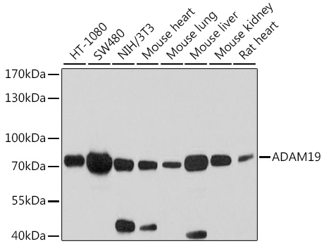 Anti-ADAM19 Polyclonal Antibod