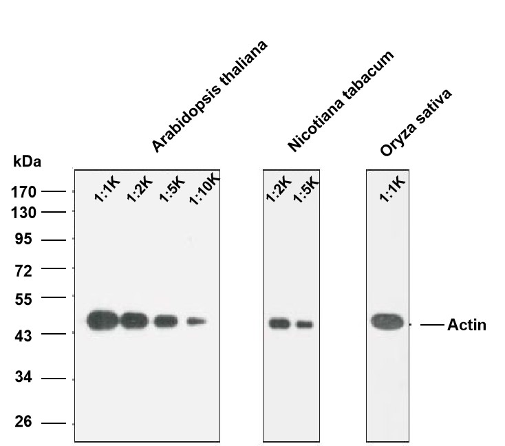 Anti-Actin Monoclonal Antibody