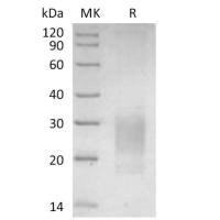 Human GAS6(C12W)