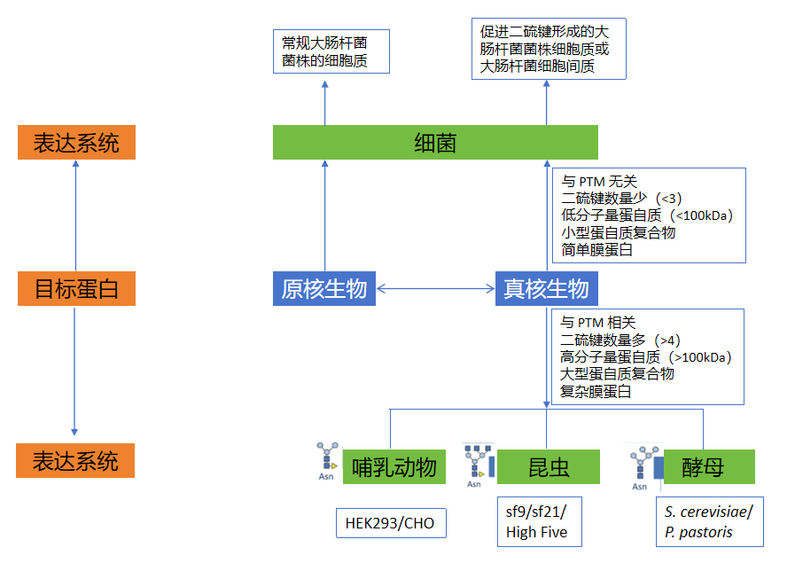 重组表达系统选择的标准