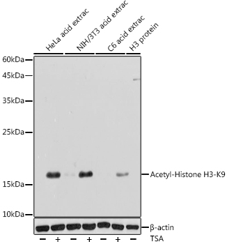 Anti-Acetyl-Histone H3-K9 Poly