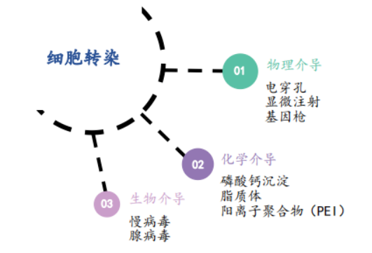 常见的细胞转染技术有哪些？
