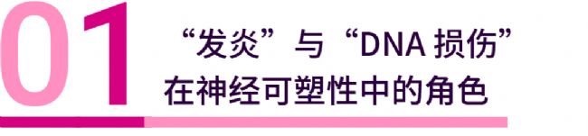 TLR9 炎症信号与 DNA 损伤 "造就" 的记忆回路！| MedChemExpress (MCE)