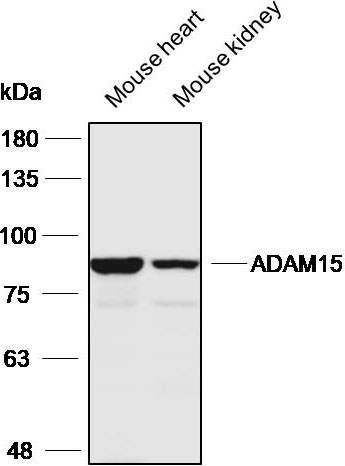 Anti-ADAM21 Polyclonal Antibod