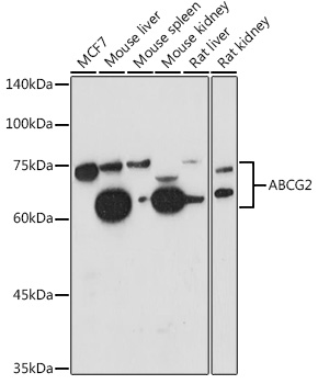 Anti-ABCG2 Polyclonal Antibody
