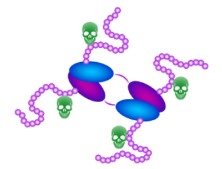 Vector Laboratories｜用于生物偶联疗法BioDesign™ dPEG® Linker连接平台