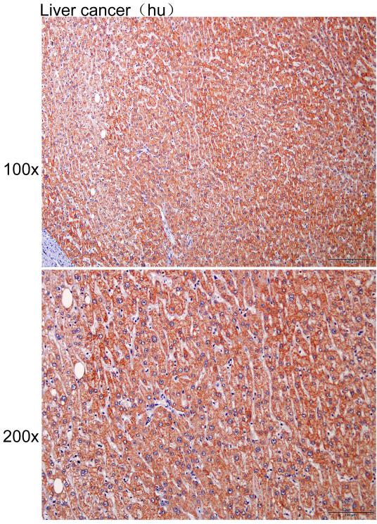 Anti-ADRA1B Polyclonal Antibod