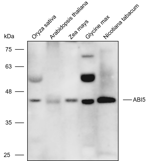Anti-ABI5 polyclonal Antibody 