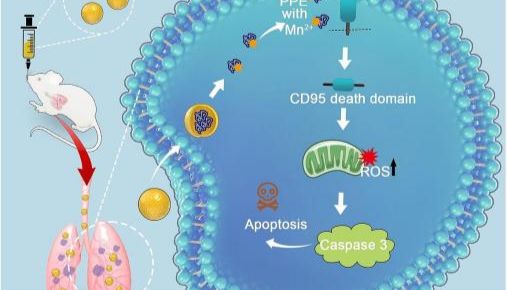 文献速递 | IF=15.1玉研肺部雾化给药装置助力弹性蛋白酶纳米复合物消灭肺癌细胞