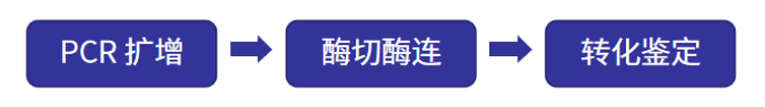 质粒构建的过程